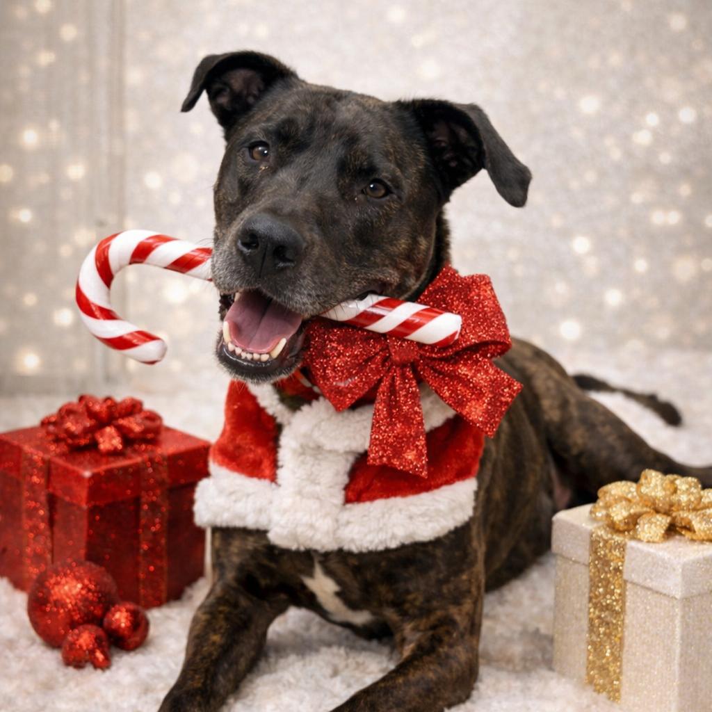 Baby 2215, a Adoptable Mixed Breed in Kansas City, MO image 2/6