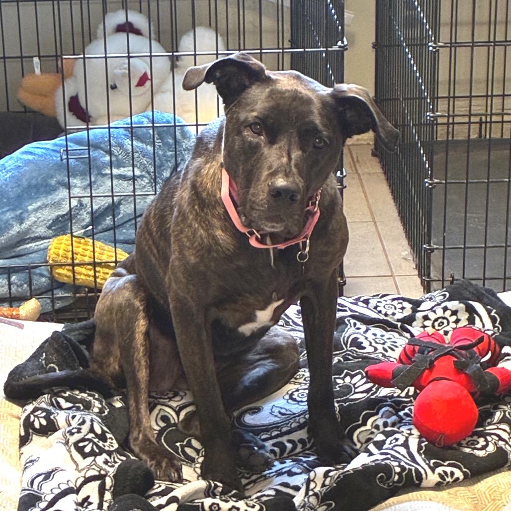 Enlarge Baby 2215, a Adoptable Mixed Breed in Kansas City, MO image 2/6