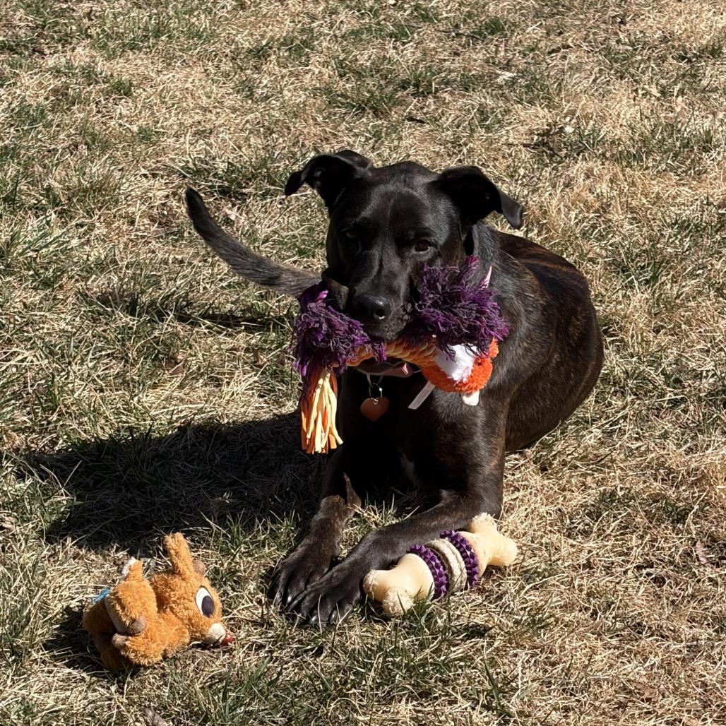Enlarge Baby 2215, a Adoptable Mixed Breed in Kansas City, MO image 1/6