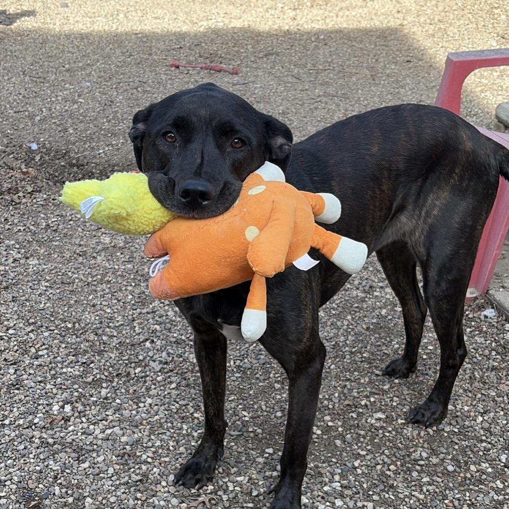 Enlarge Baby 2215, a Adoptable Mixed Breed in Kansas City, MO image 2/6