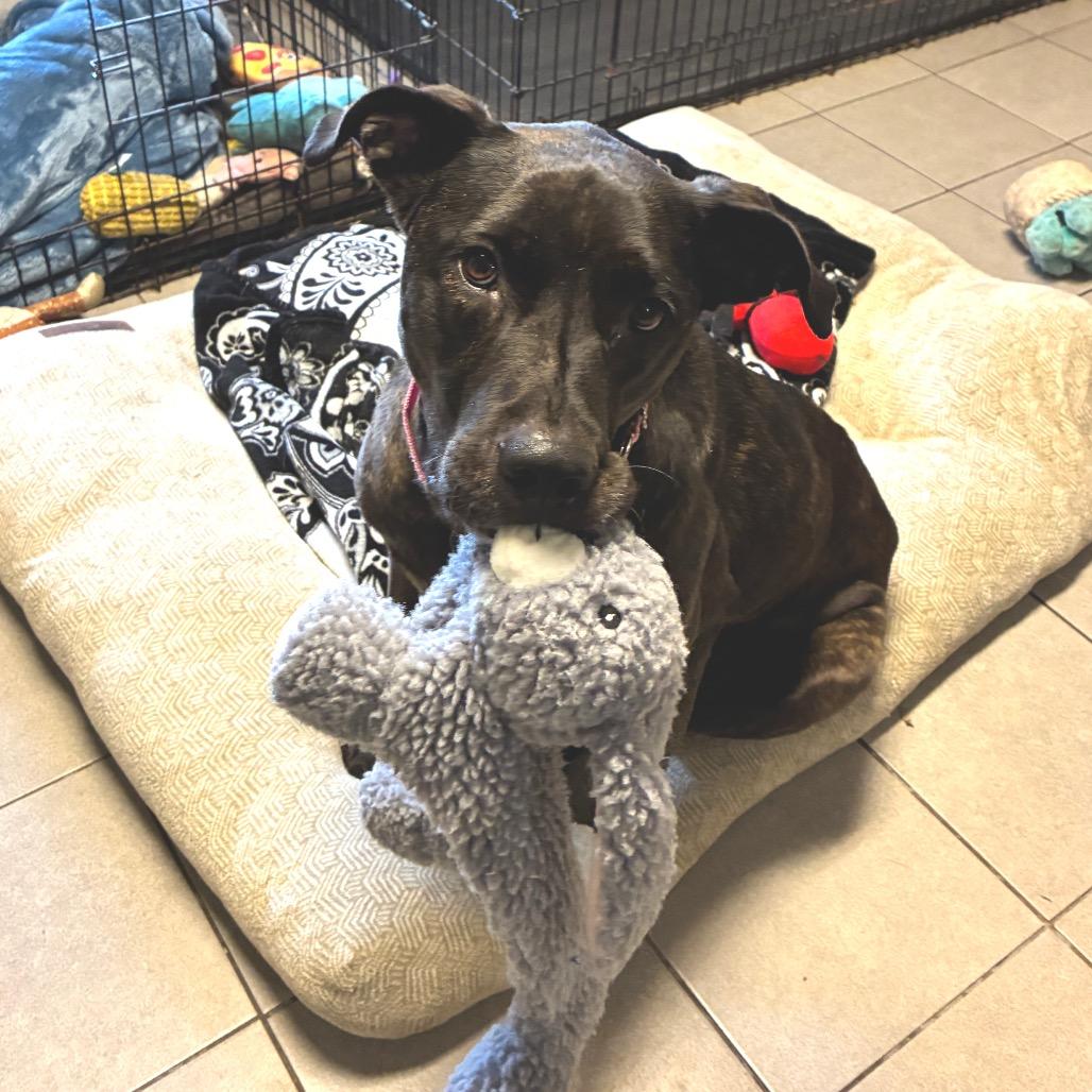 Enlarge Baby 2215, a Adoptable Mixed Breed in Kansas City, MO image 3/6