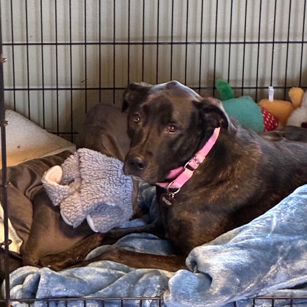 Enlarge Baby 2215, a Adoptable Mixed Breed in Kansas City, MO image 4/6