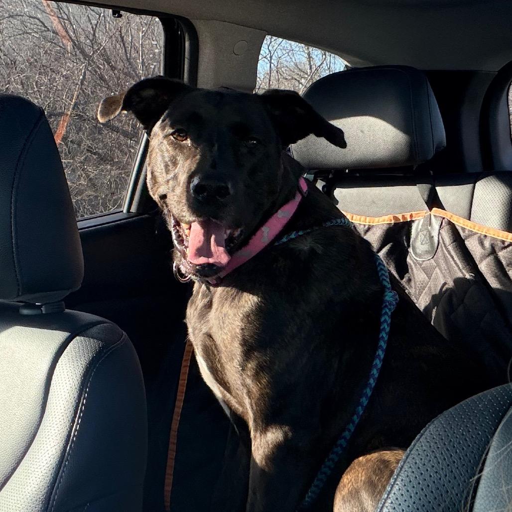Enlarge Baby 2215, a Adoptable Mixed Breed in Kansas City, MO image 6/6