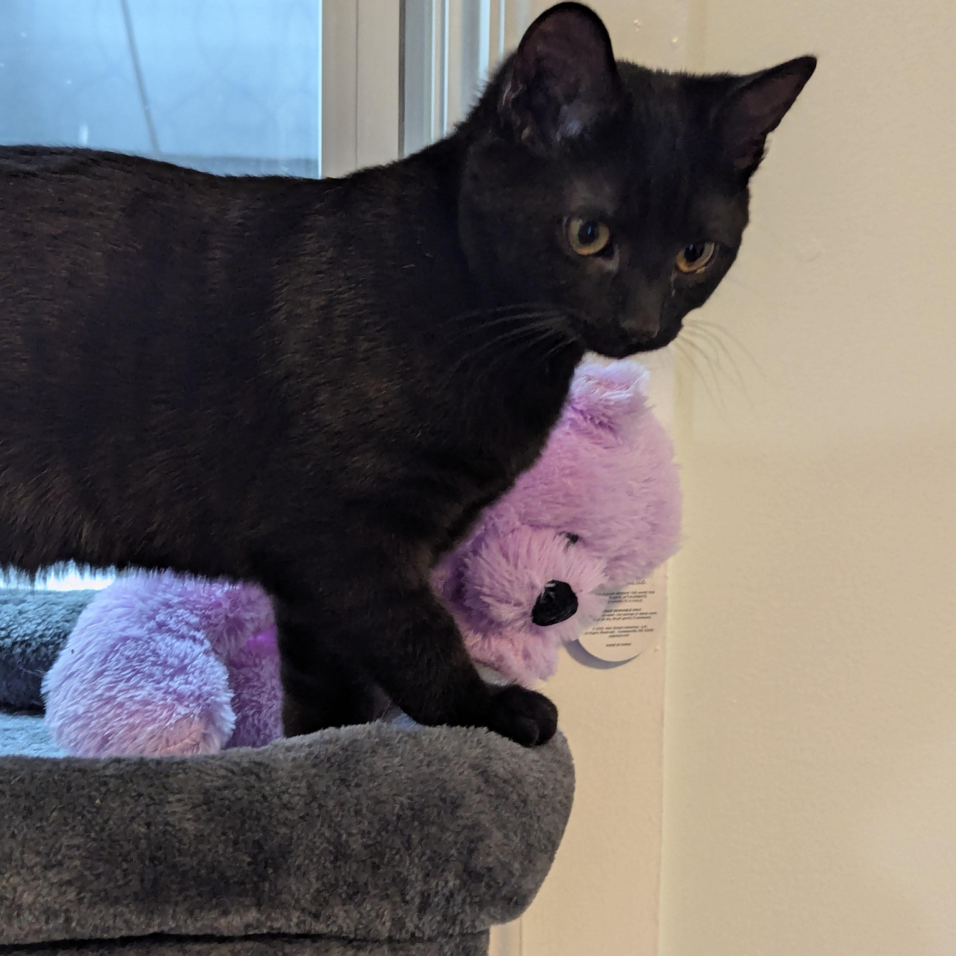 Enlarge Sir Goop, a ADOPTABLE American Shorthair in Bayonne, NJ image 3/4