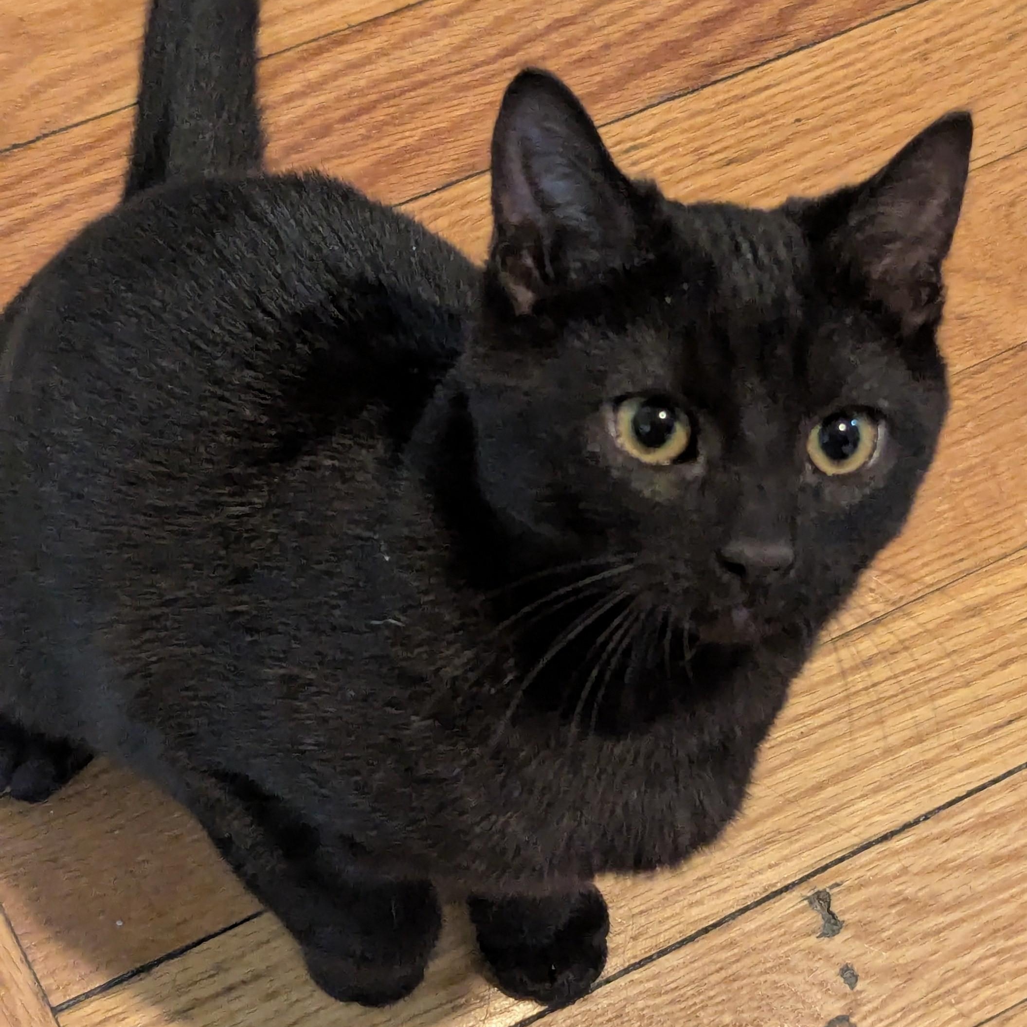 Enlarge Sir Goop, a ADOPTABLE American Shorthair in Bayonne, NJ image 2/4