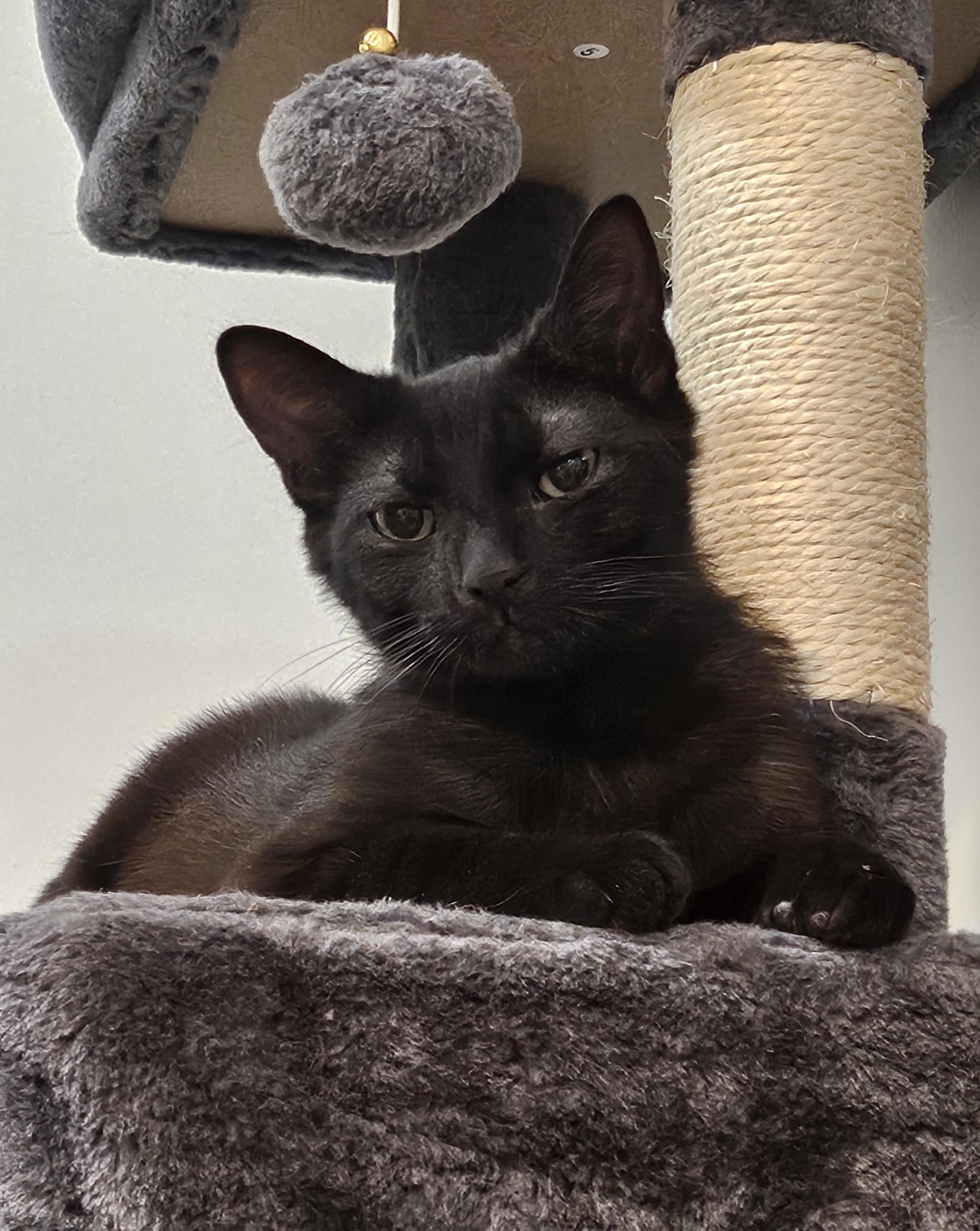 Sir Goopy Eyes, an adoptable American Shorthair in Bayonne, NJ image 2/6
