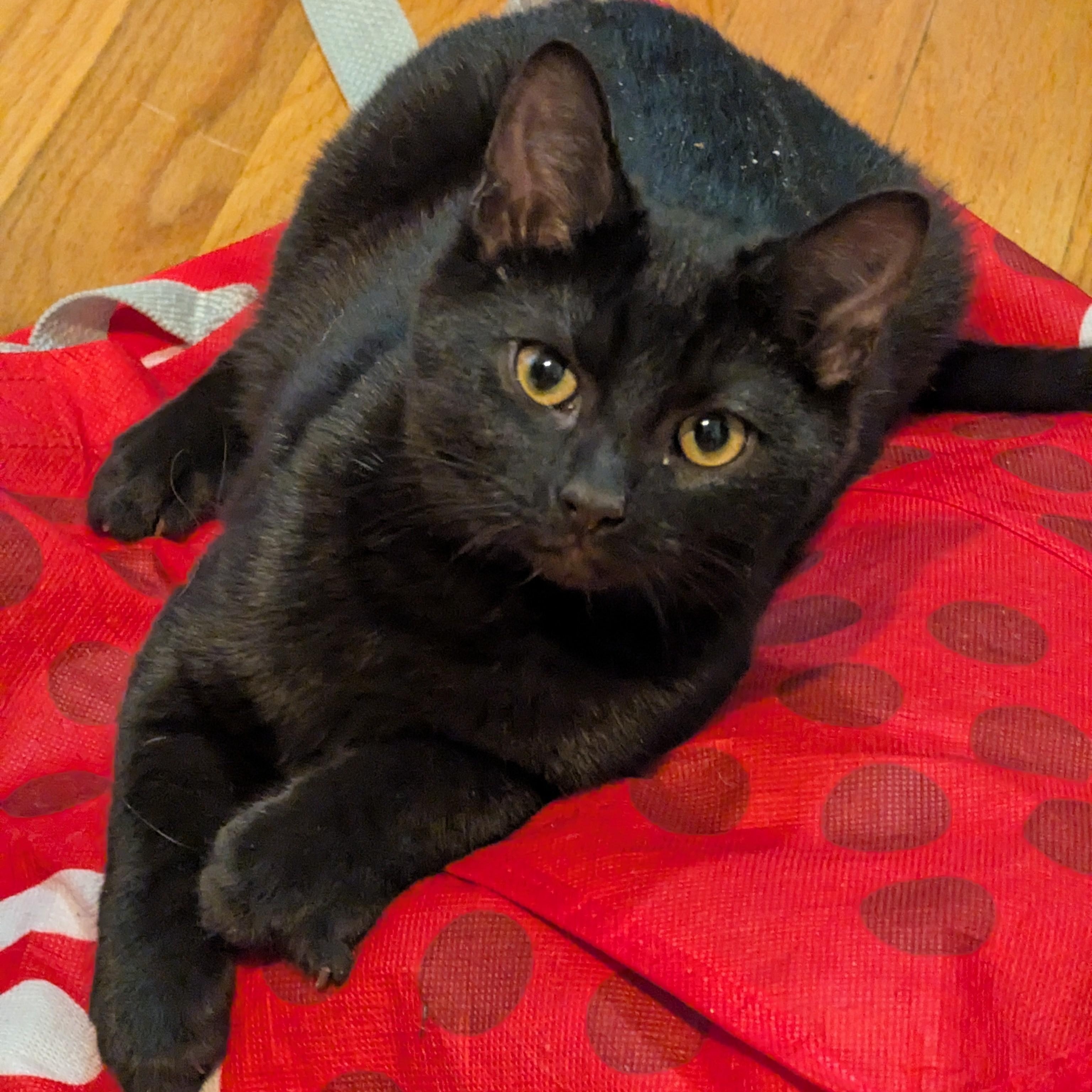 Sir Goop, ADOPTABLE, Kitten Male American Shorthair.