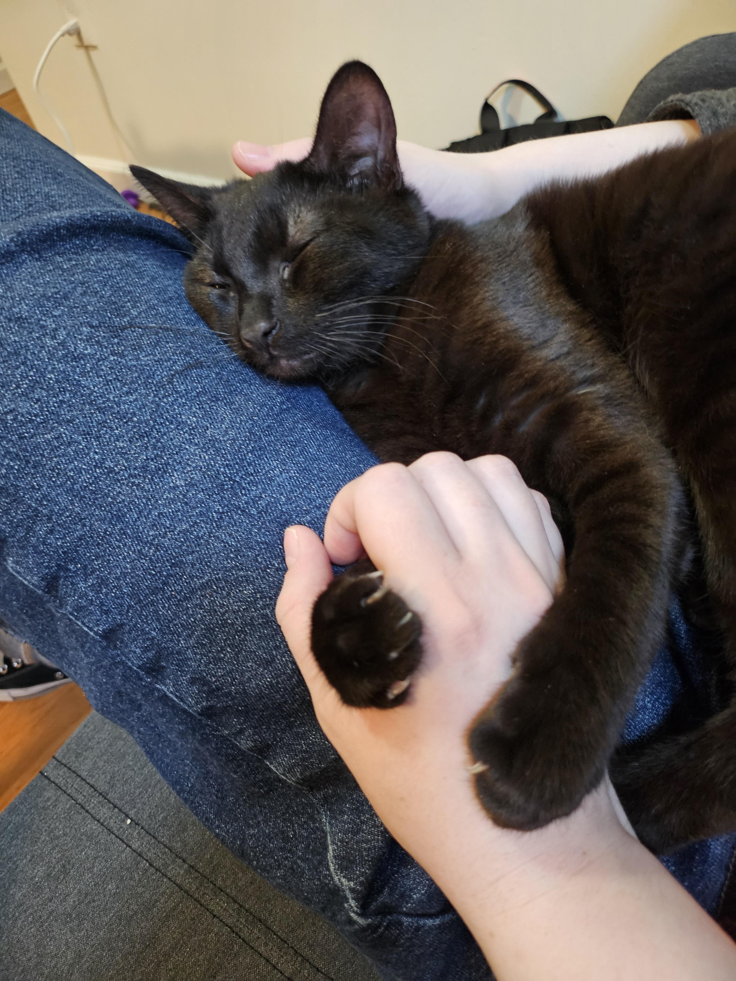 Sir Goopy Eyes, an adoptable American Shorthair in Bayonne, NJ image 3/6
