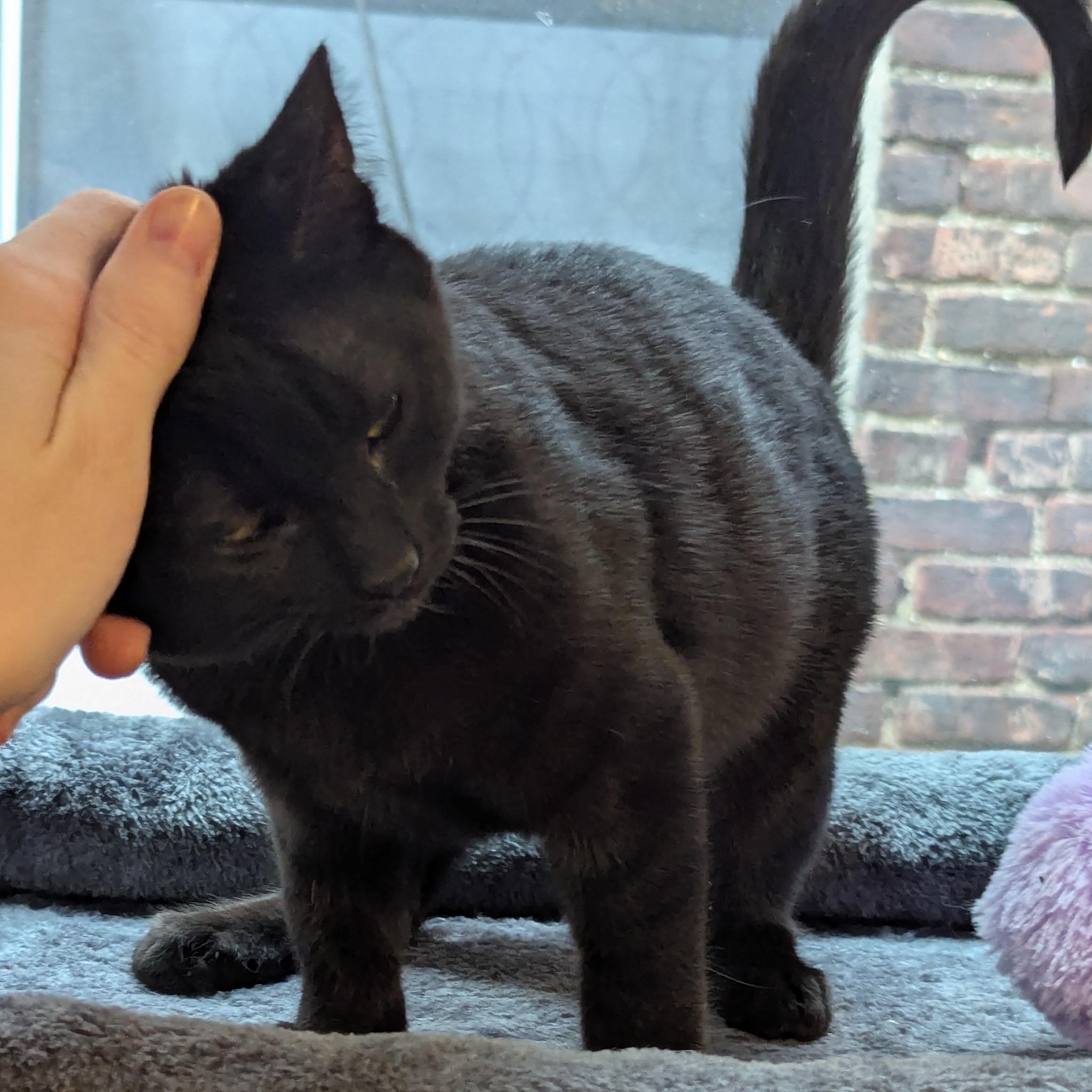 Enlarge Sir Goop, a ADOPTABLE American Shorthair in Bayonne, NJ image 4/4