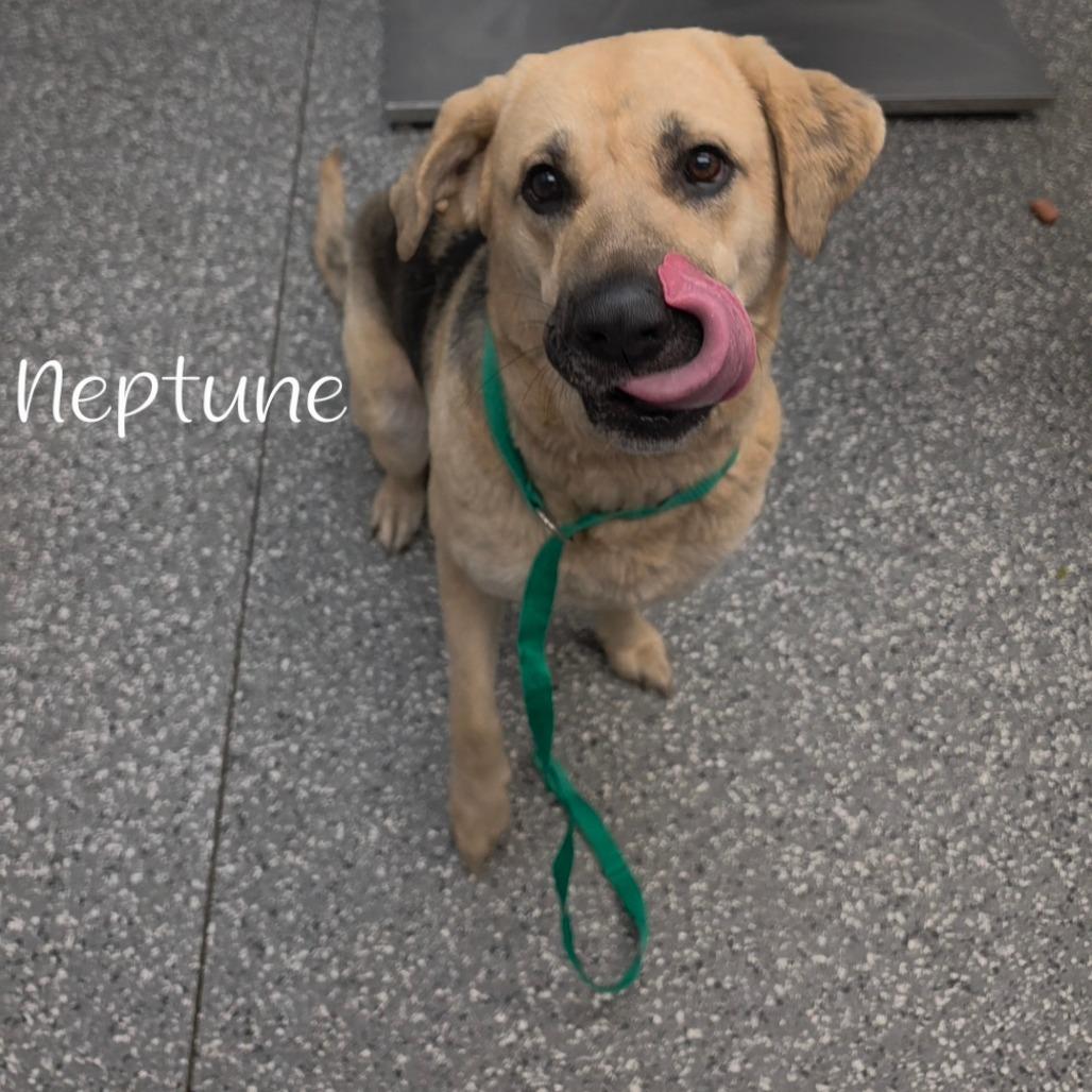 Neptune, Adoptable, Adult Female Shepherd & Mixed Breed.