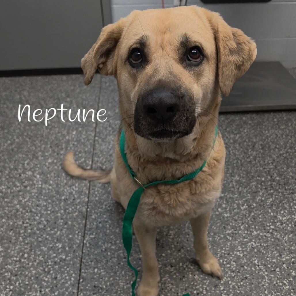 Neptune, a Adoptable mixed breed in Parkersburg, WV image 2/4