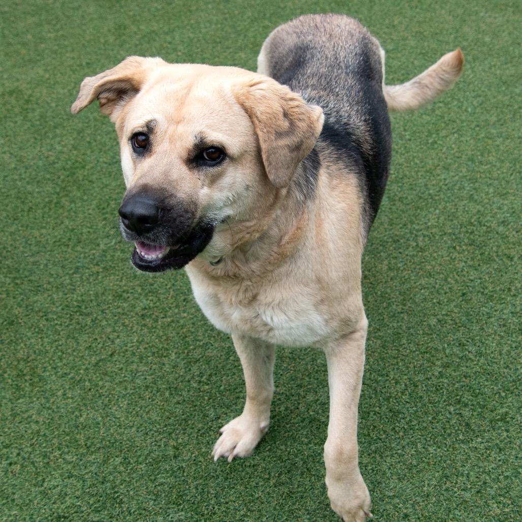 Neptune, a Adoptable mixed breed in Parkersburg, WV image 3/4