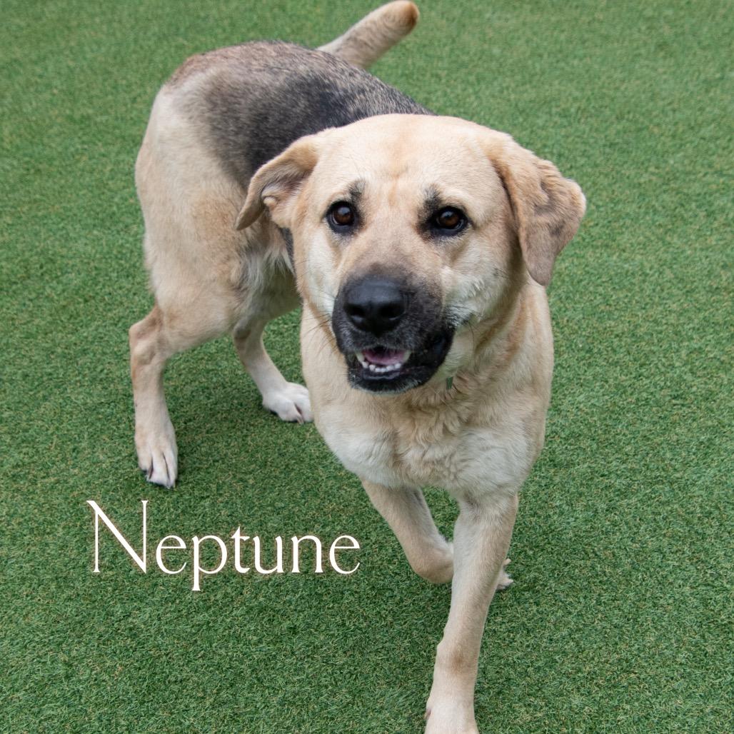 Neptune, a Adoptable mixed breed in Parkersburg, WV image 4/4