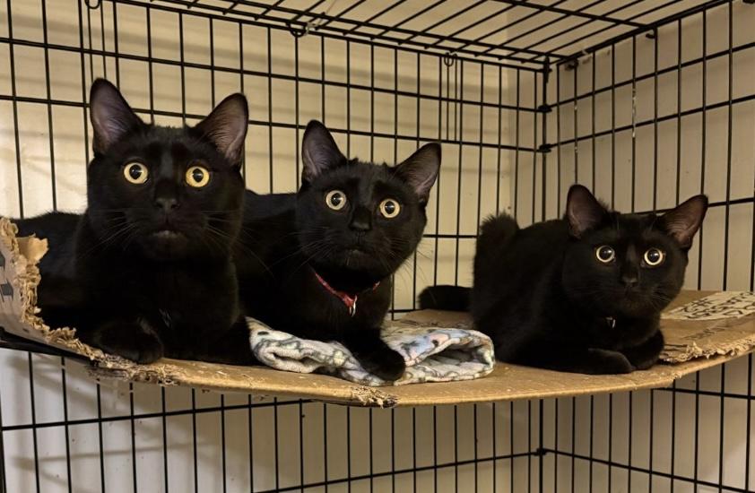 Enlarge Gremlin-Pet Valu Oakwoods, a Adoptable Domestic Short Hair in Mississauga, ON image 3/6