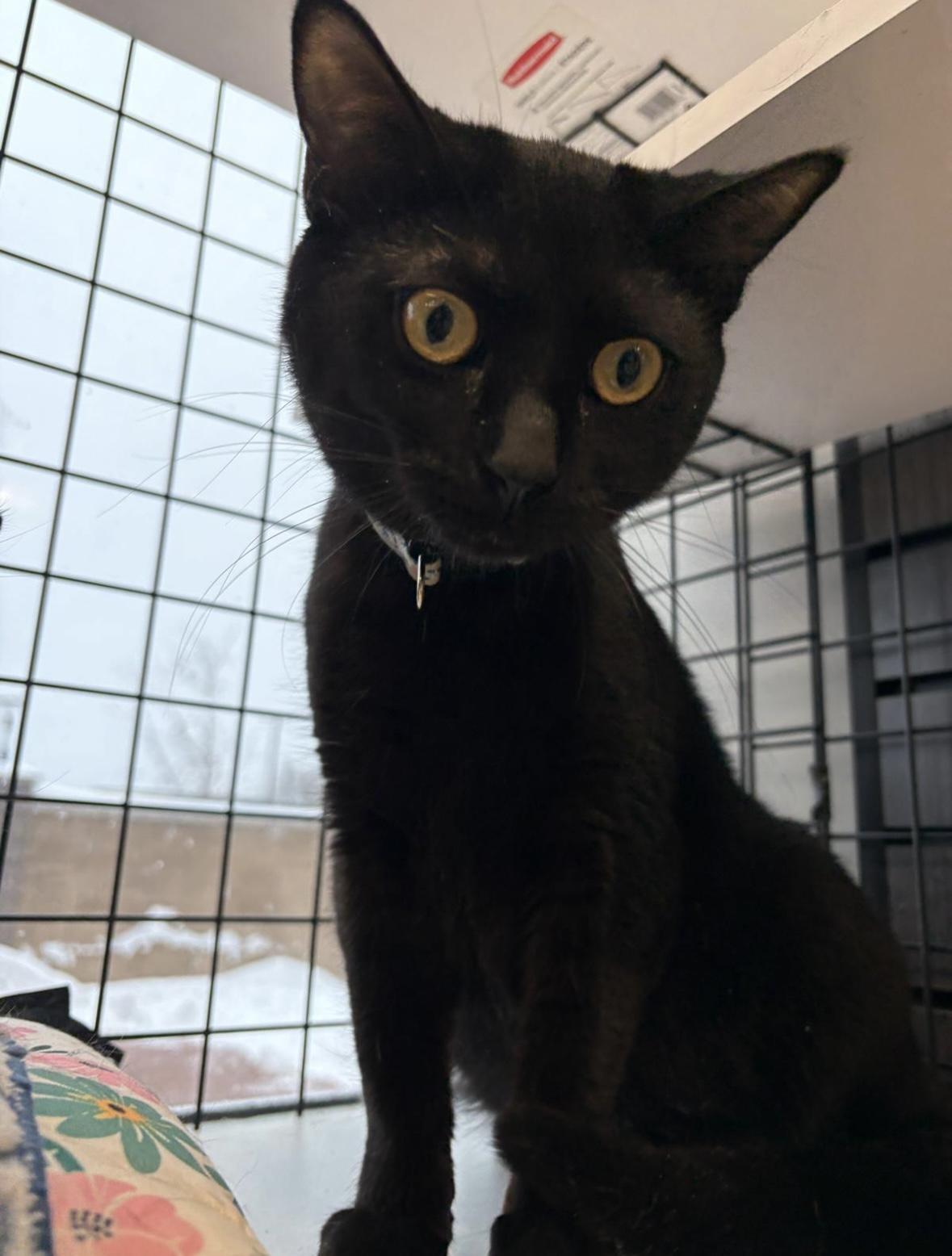 Enlarge Gremlin-Pet Valu Oakwoods, a Adoptable Domestic Short Hair in Mississauga, ON image 1/6