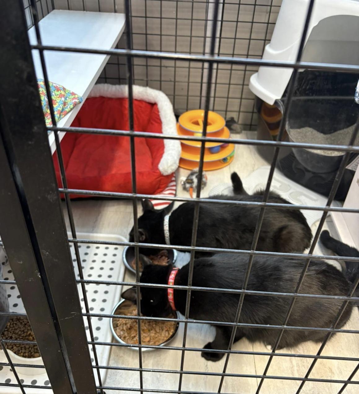 Enlarge Gremlin-Pet Valu Oakwoods, a Adoptable Domestic Short Hair in Mississauga, ON image 6/6