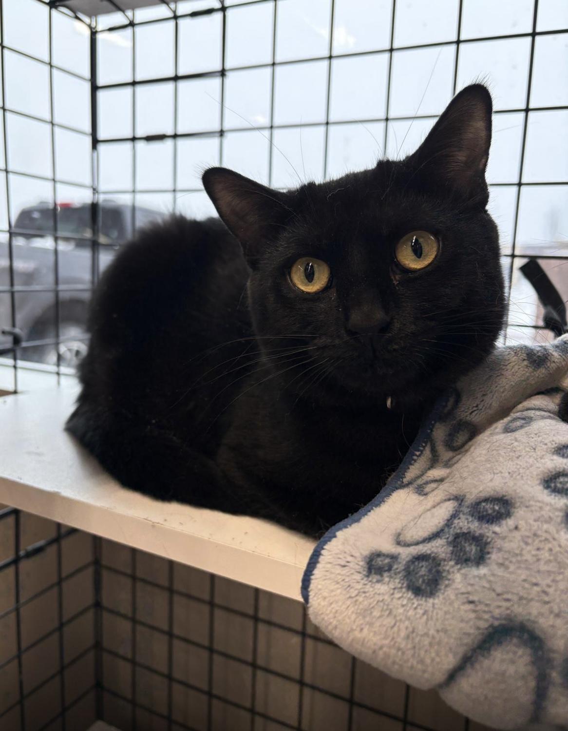 Enlarge Gremlin-Pet Valu Oakwoods, a Adoptable Domestic Short Hair in Mississauga, ON image 4/6