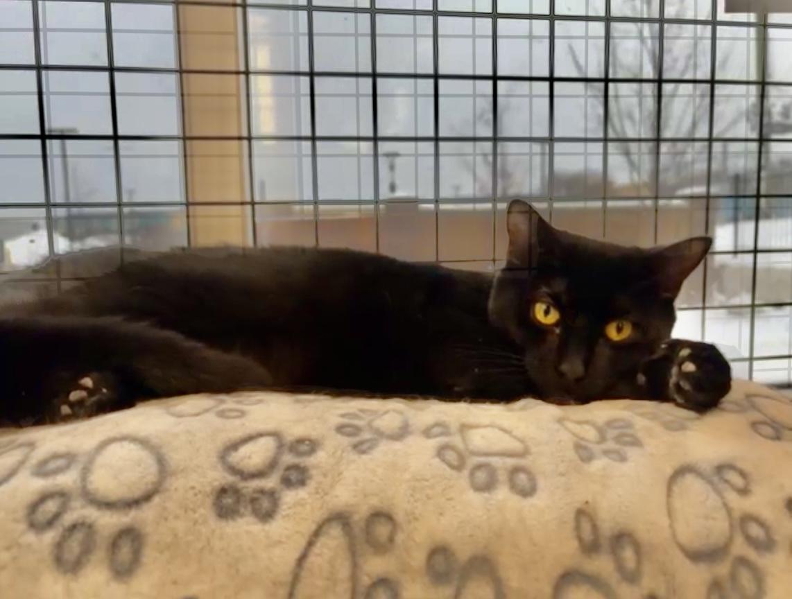 Enlarge Gremlin-Pet Valu Oakwoods, a Adoptable Domestic Short Hair in Mississauga, ON image 5/6