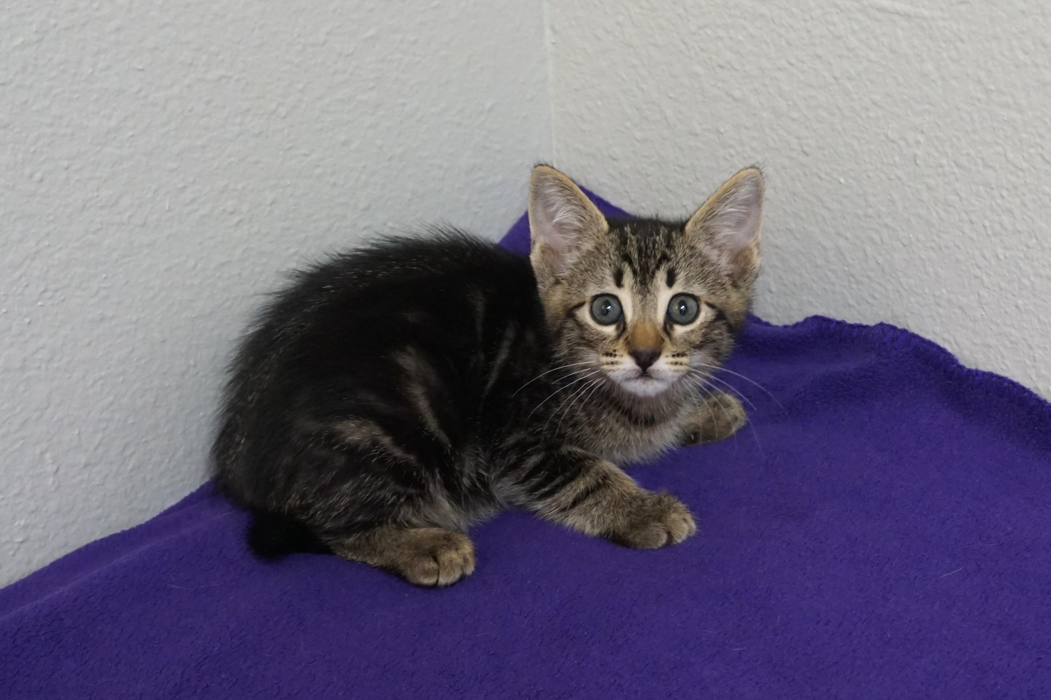 Maja, an adopted Domestic Short Hair in Fountain Hills, AZ image 3/3