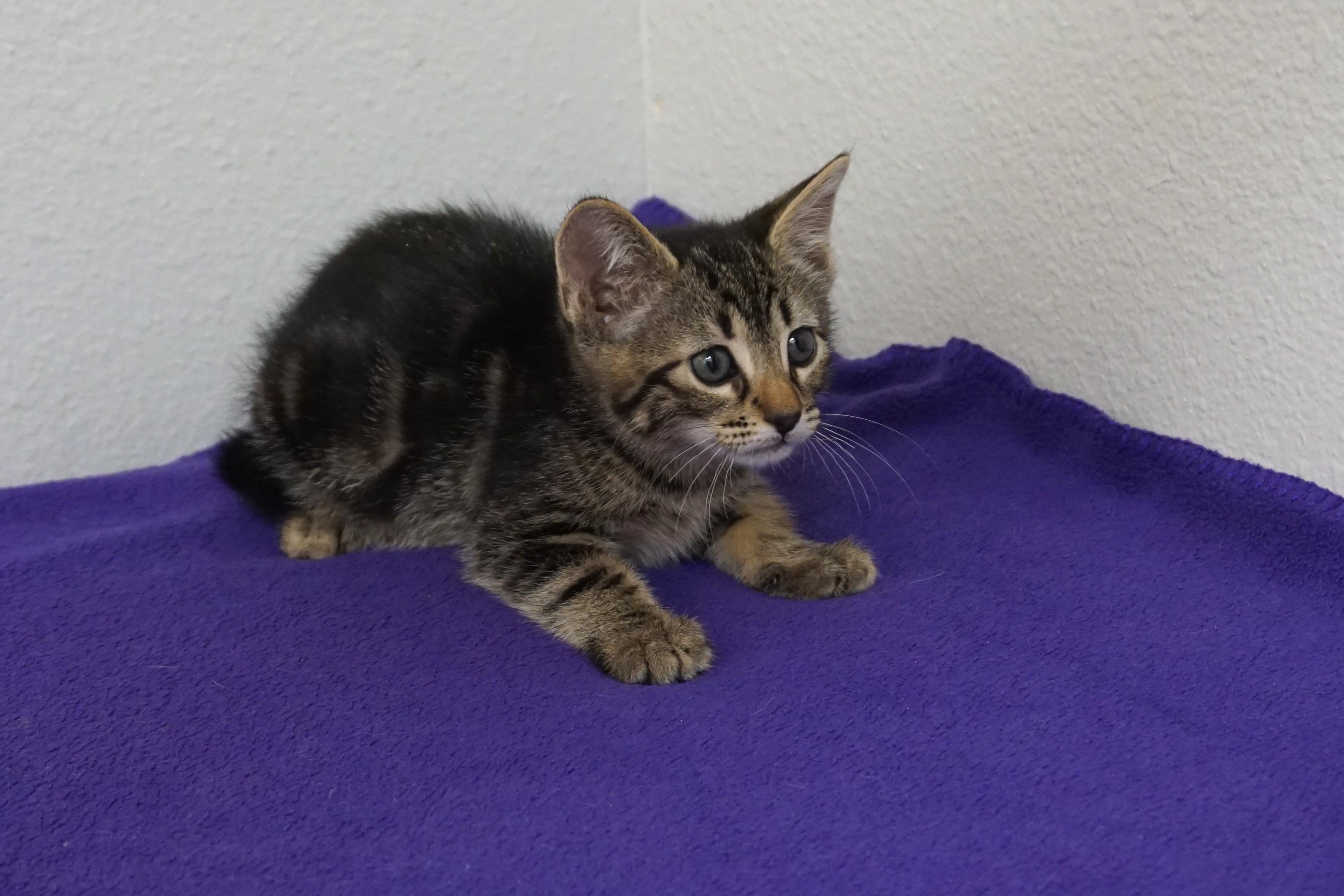 Maja, an adopted Domestic Short Hair in Fountain Hills, AZ image 2/3