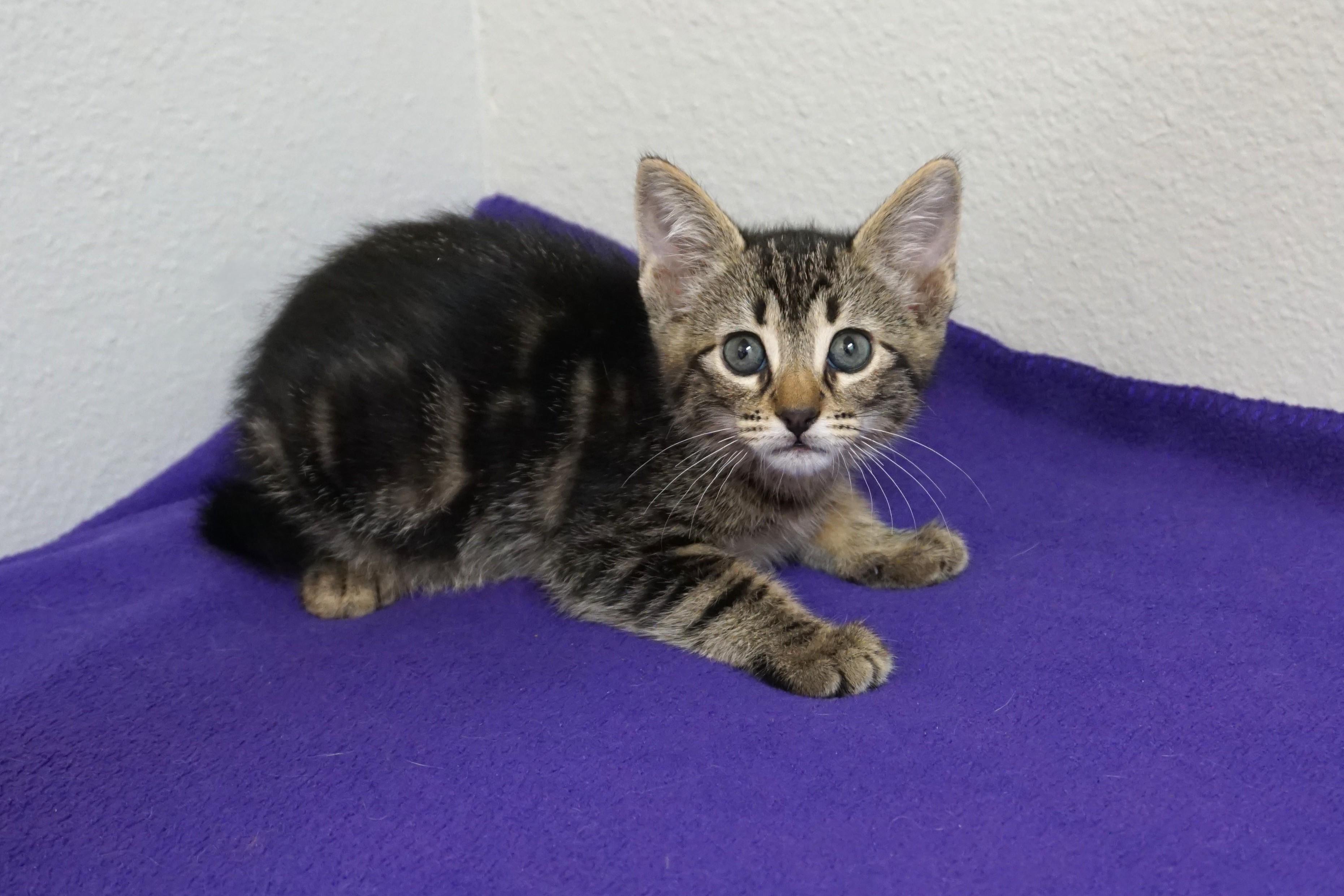 Maja, adopted, Kitten Female Domestic Short Hair.