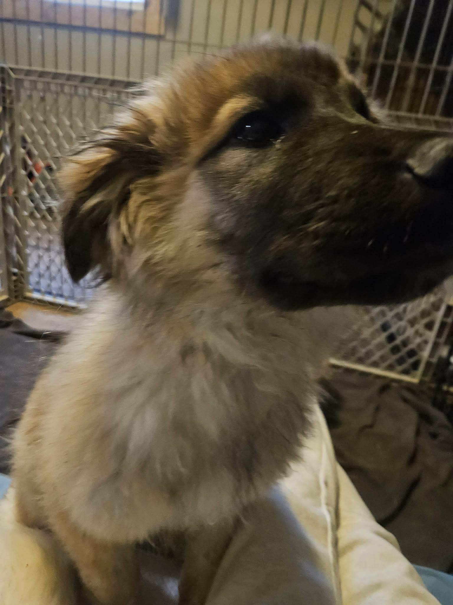 Milky Way, a Adoptable mixed breed in Hindsboro, IL image 2/2