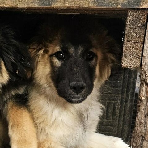 Milky Way, Adoptable, Puppy Male Saint Bernard.