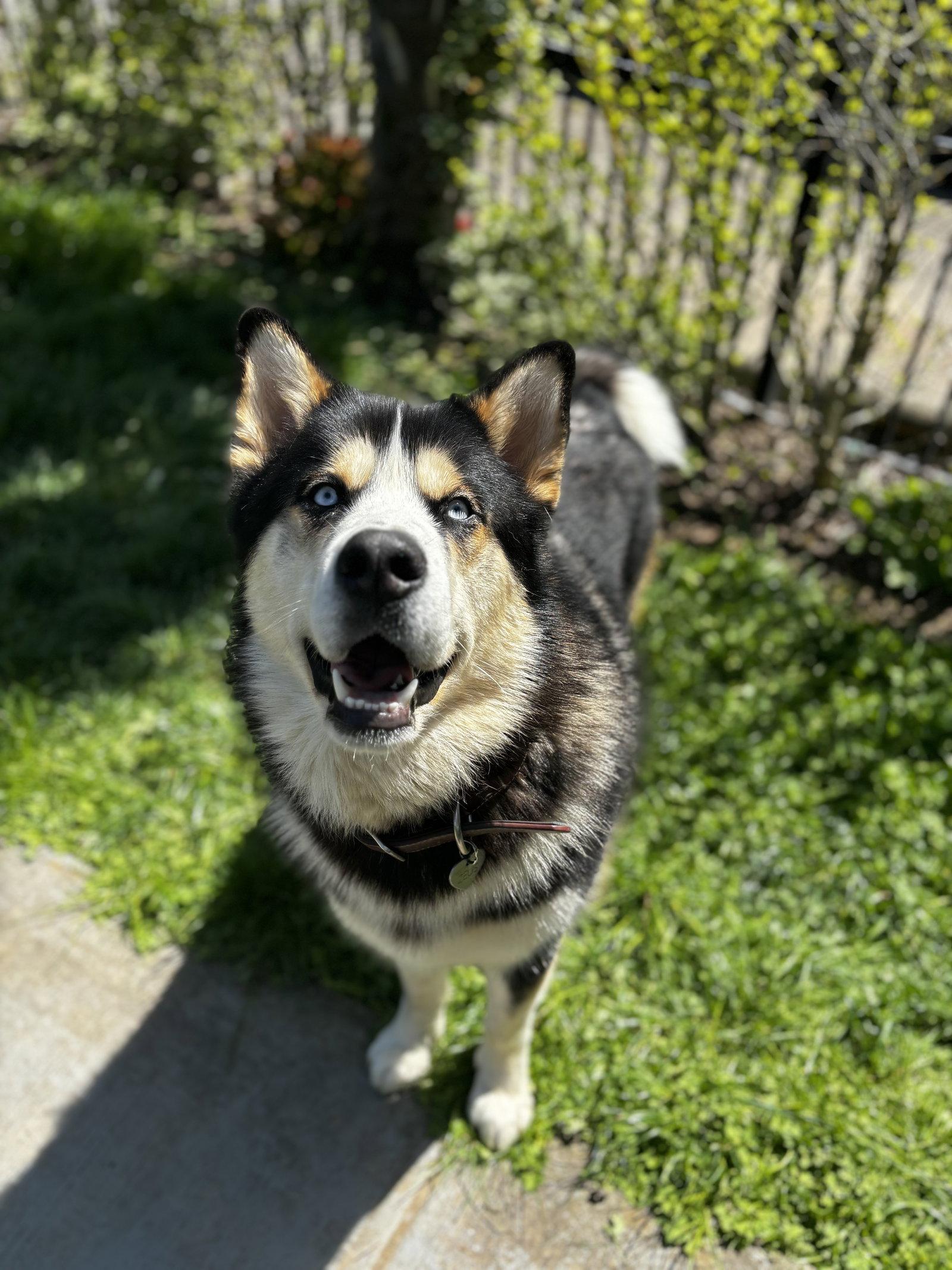 ZEUS, Adoptable, Young Male Alaskan Malamute & Siberian Husky.