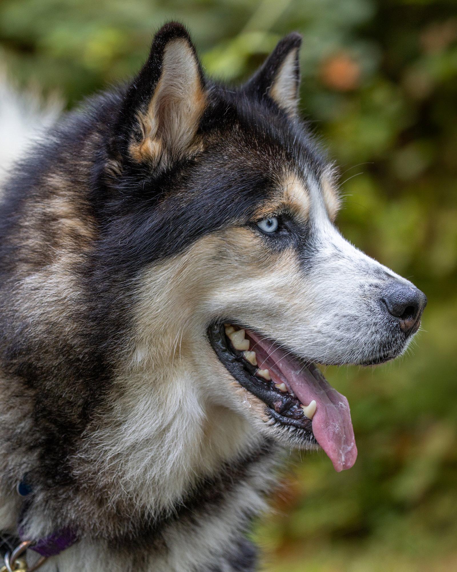 ZEUS, Adoptable, Adult Male Alaskan Malamute & Siberian Husky.