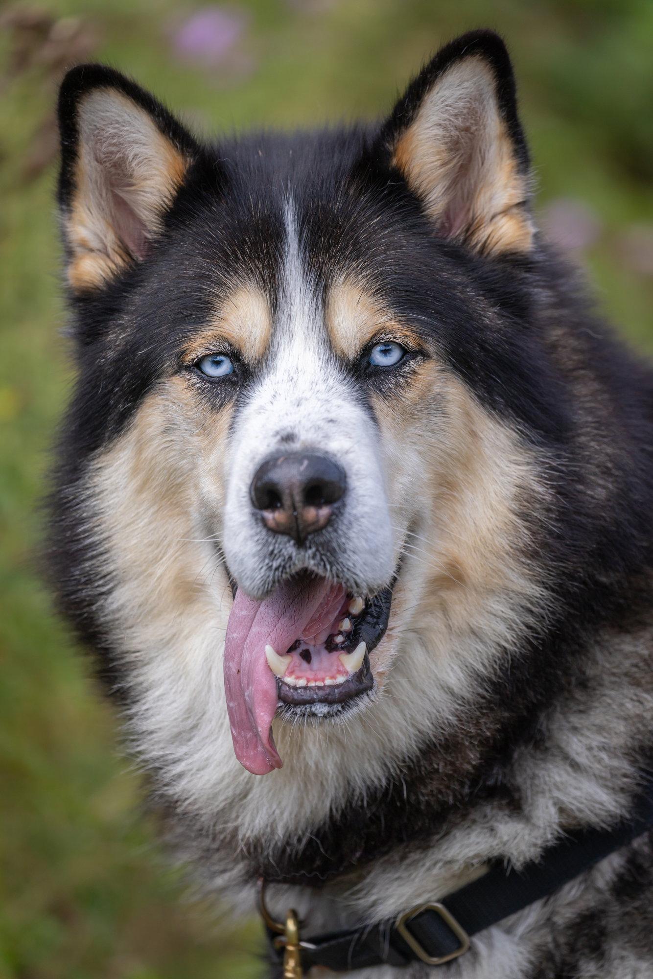Enlarge ZEUS, a Adoptable mixed breed in Seattle, WA image 2/3