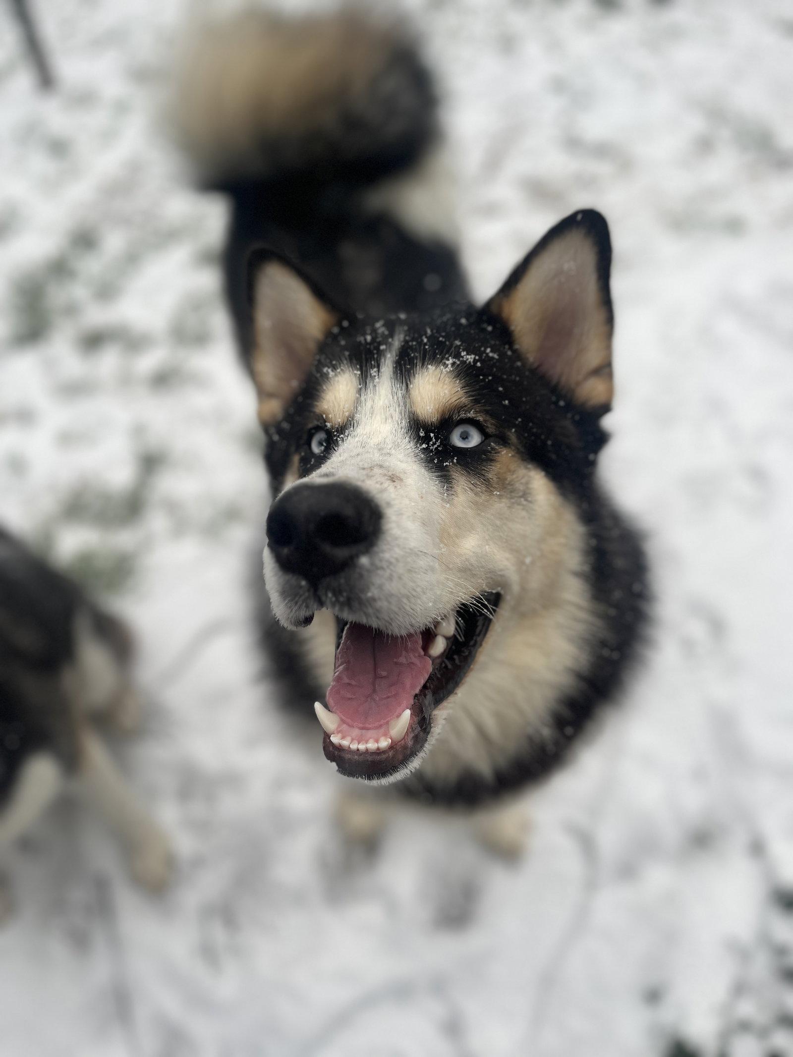 ZEUS, a Adoptable mixed breed in Seattle, WA image 2/3