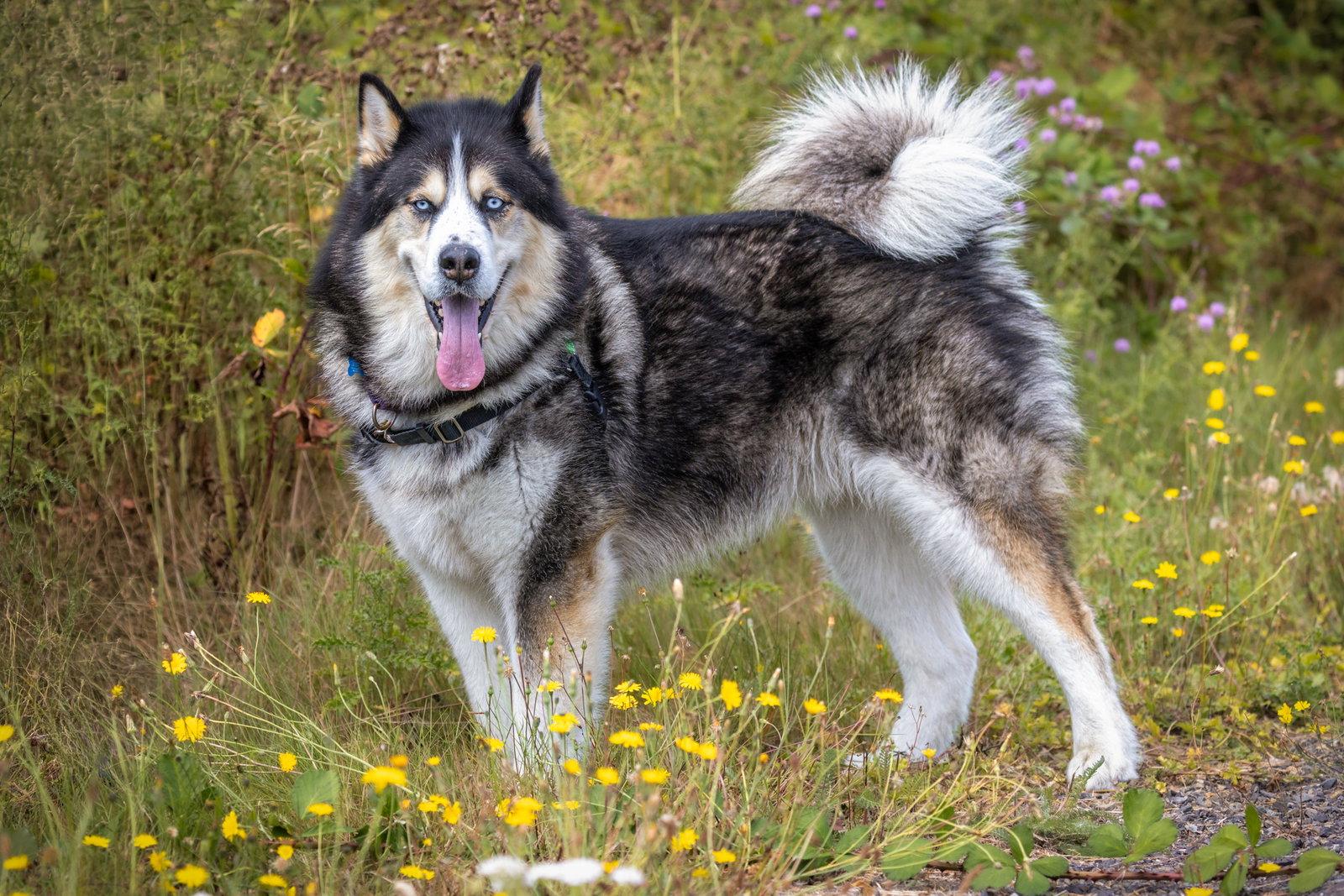 Enlarge ZEUS, a Adoptable mixed breed in Seattle, WA image 3/3