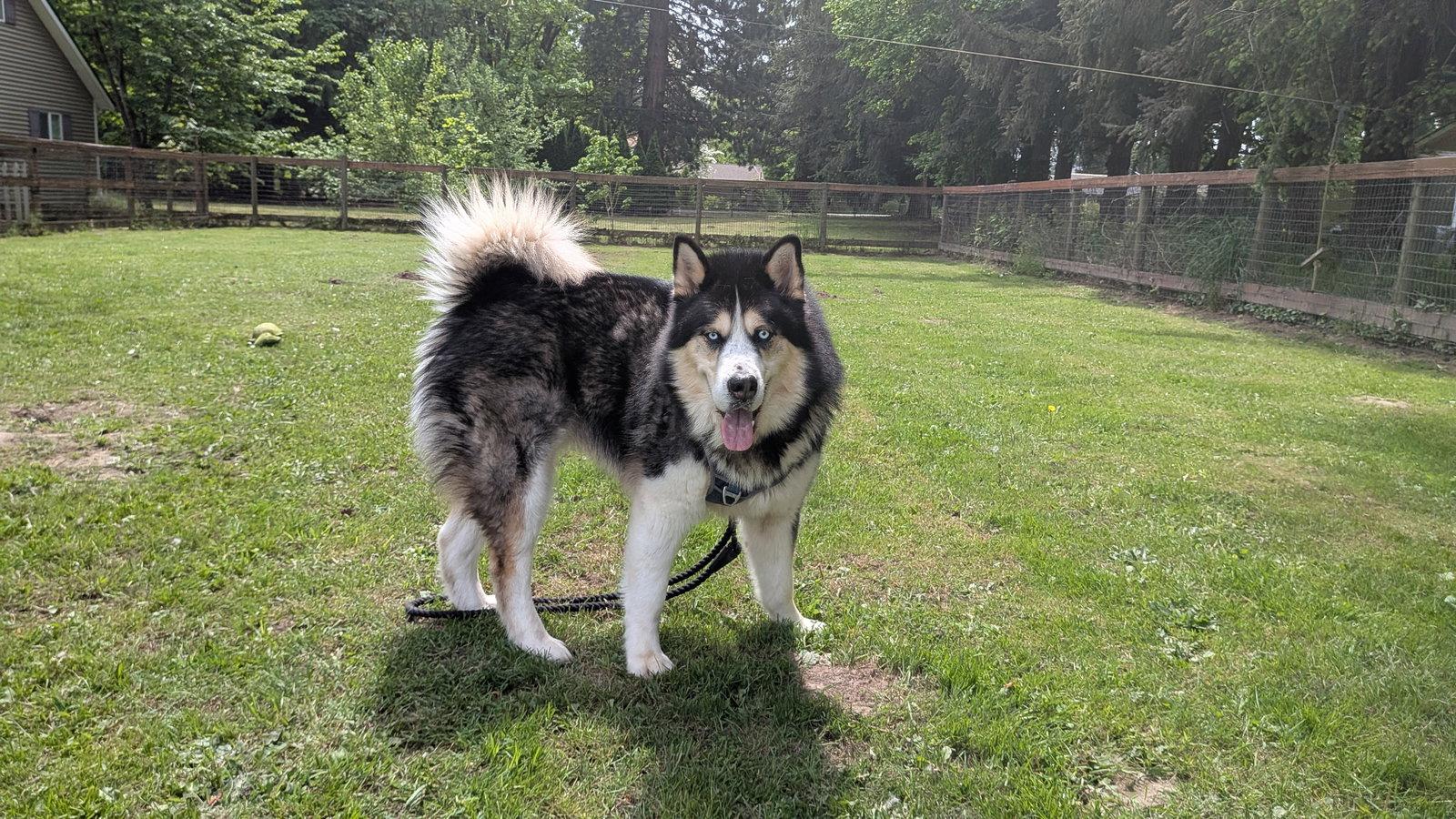 ZEUS, a Adoptable mixed breed in Seattle, WA image 3/3