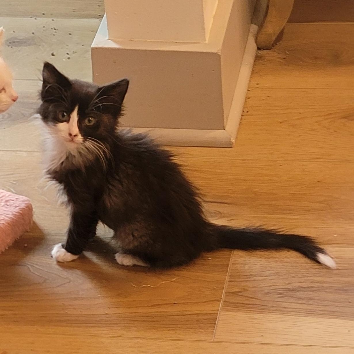 Luna, a ADOPTABLE Domestic Medium Hair in Wyandotte, MI image 2/4