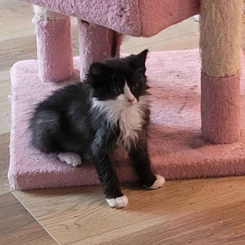 Luna, a ADOPTABLE Domestic Medium Hair in Wyandotte, MI image 4/4