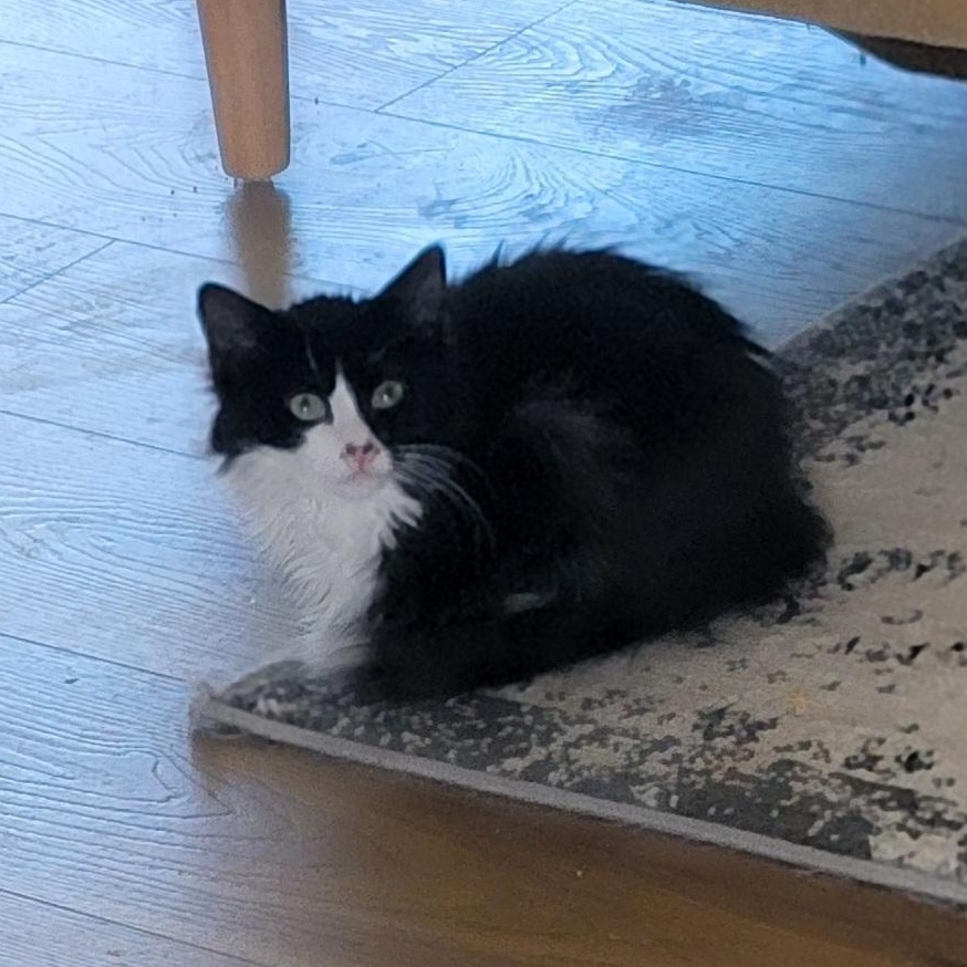 Luna, a ADOPTABLE Domestic Medium Hair in Wyandotte, MI image 5/5
