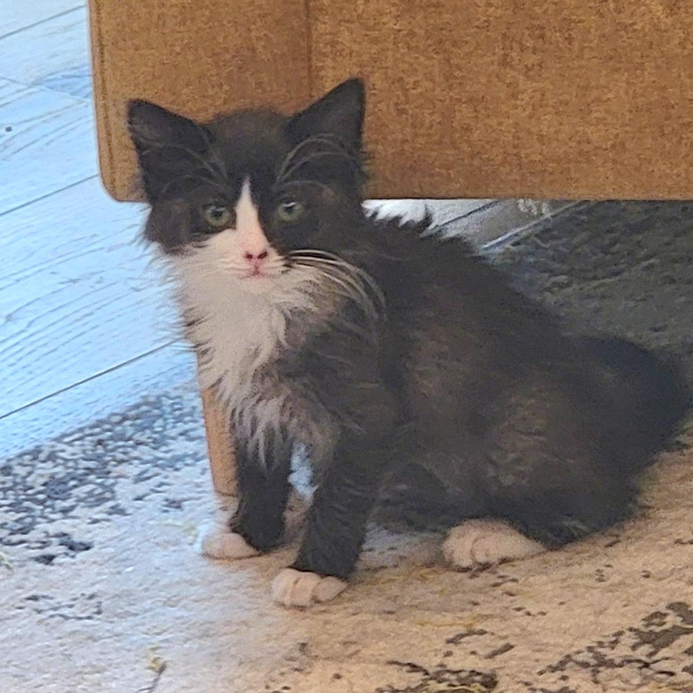 Luna, a ADOPTABLE Domestic Medium Hair in Wyandotte, MI image 3/4