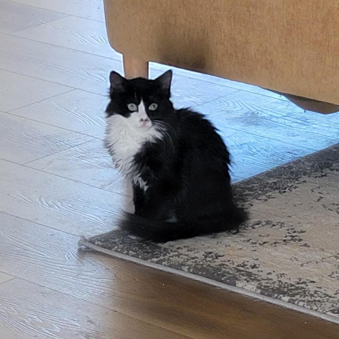 Luna, a ADOPTABLE Domestic Medium Hair in Wyandotte, MI image 4/5