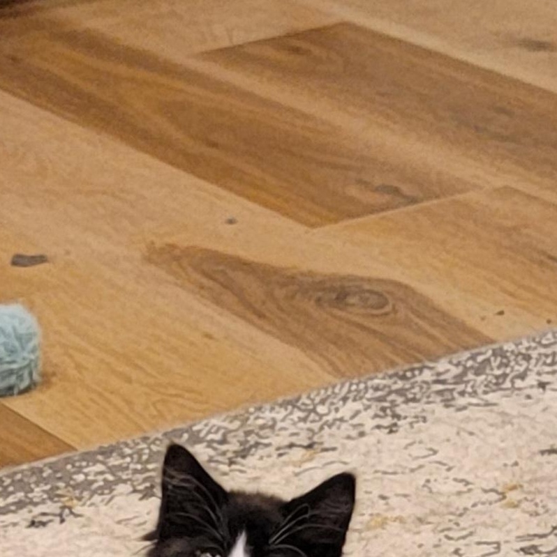 Luna, a ADOPTABLE Domestic Medium Hair in Wyandotte, MI image 6/6