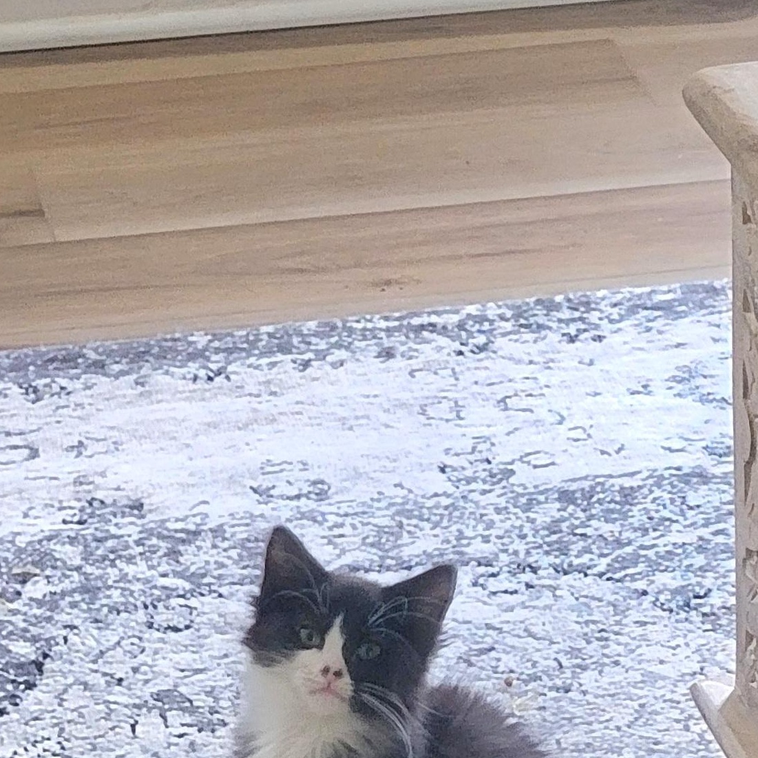 Luna, a ADOPTABLE Domestic Medium Hair in Wyandotte, MI image 3/6