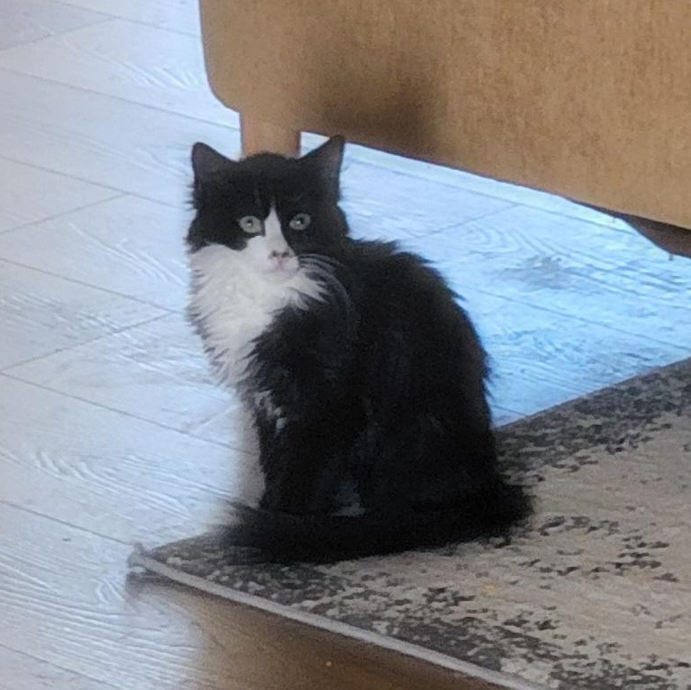 Luna, ADOPTABLE, Kitten Female Domestic Medium Hair.