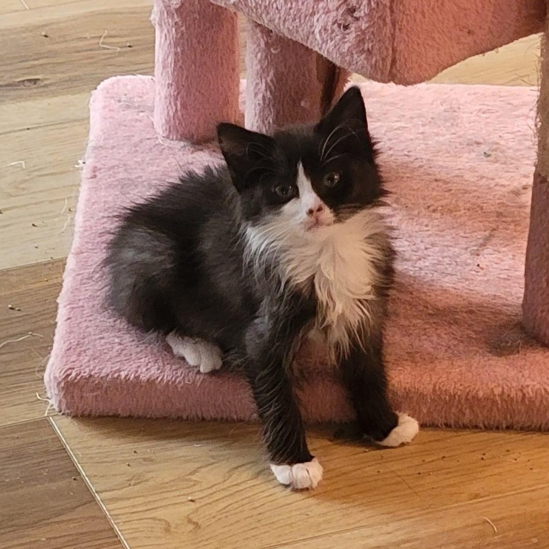 Luna, a ADOPTABLE Domestic Medium Hair in Wyandotte, MI image 1/4