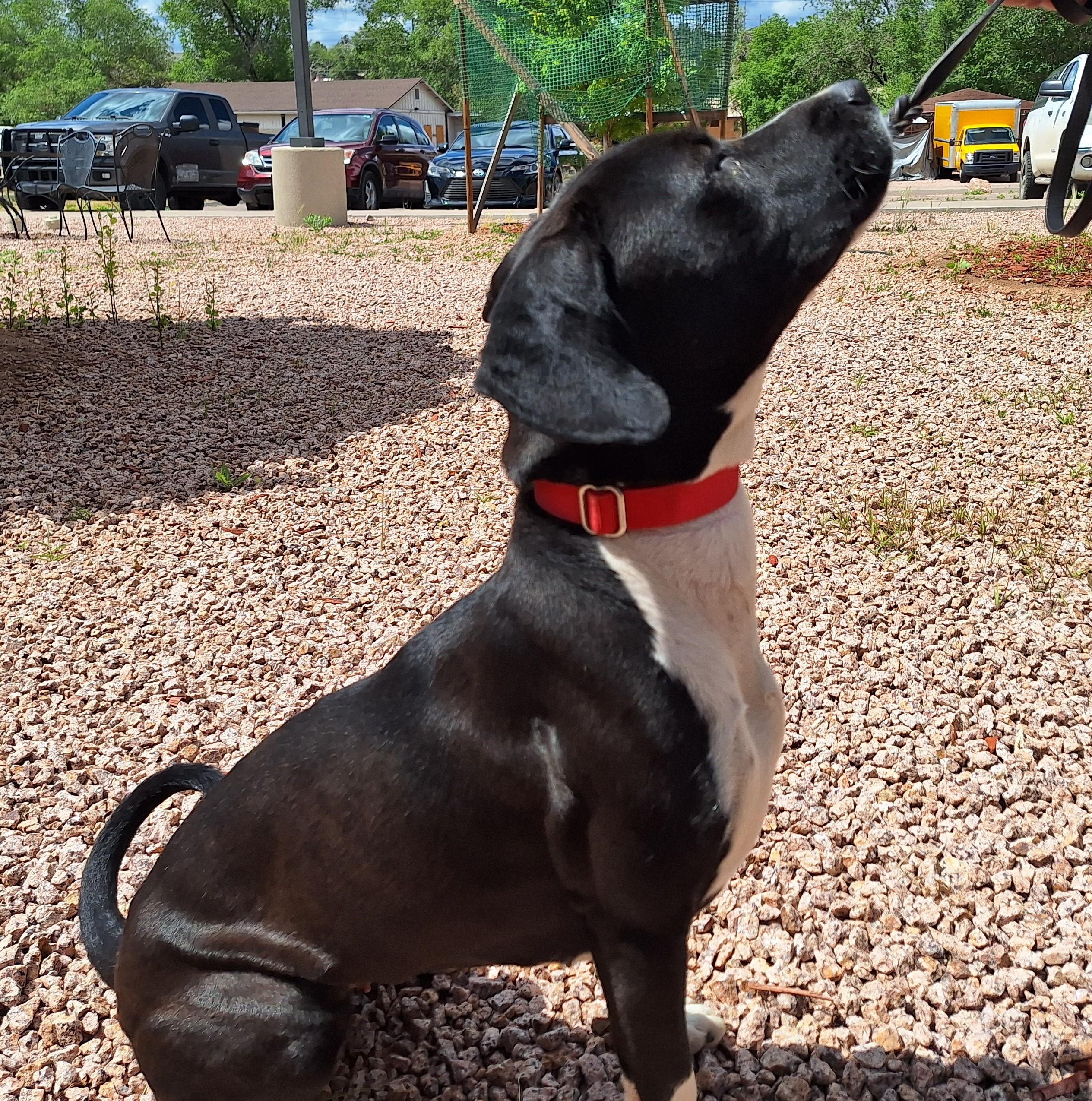 Enlarge Obsidian, a Adoptable mixed breed in Payson, AZ image 4/5