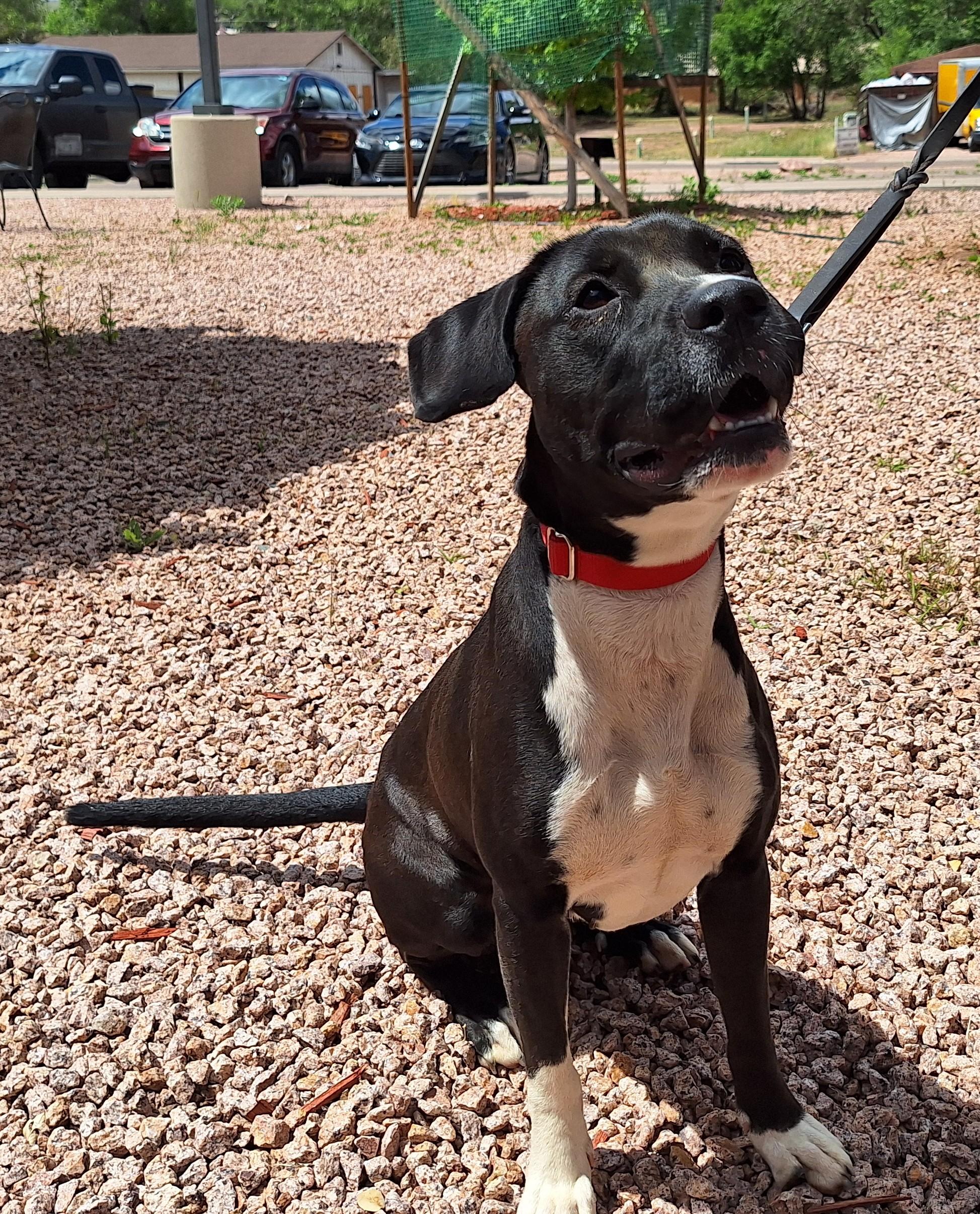 Enlarge Obsidian, a Adoptable mixed breed in Payson, AZ image 2/5