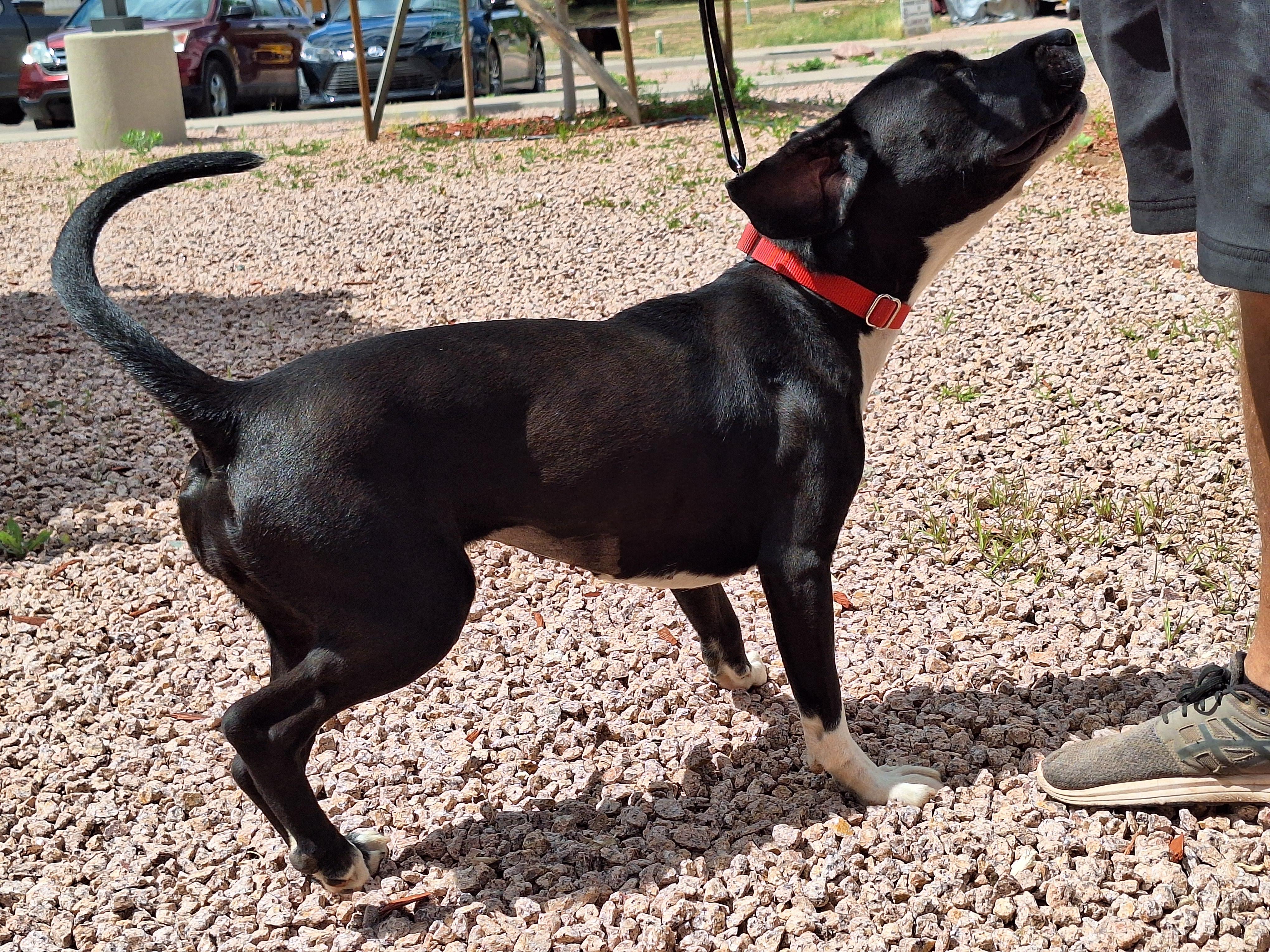 Enlarge Obsidian, a Adoptable mixed breed in Payson, AZ image 5/5