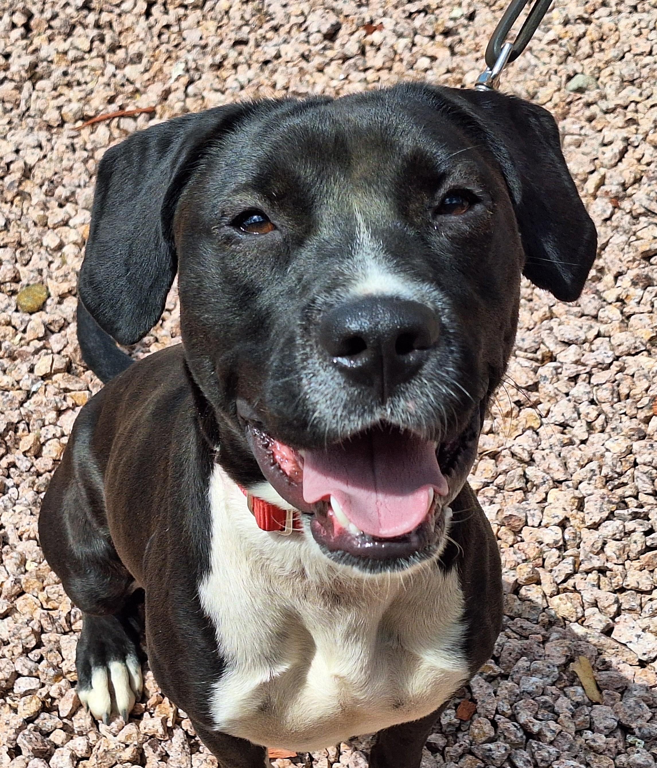 Obsidian, Adoptable, Adult Female Labrador Retriever.