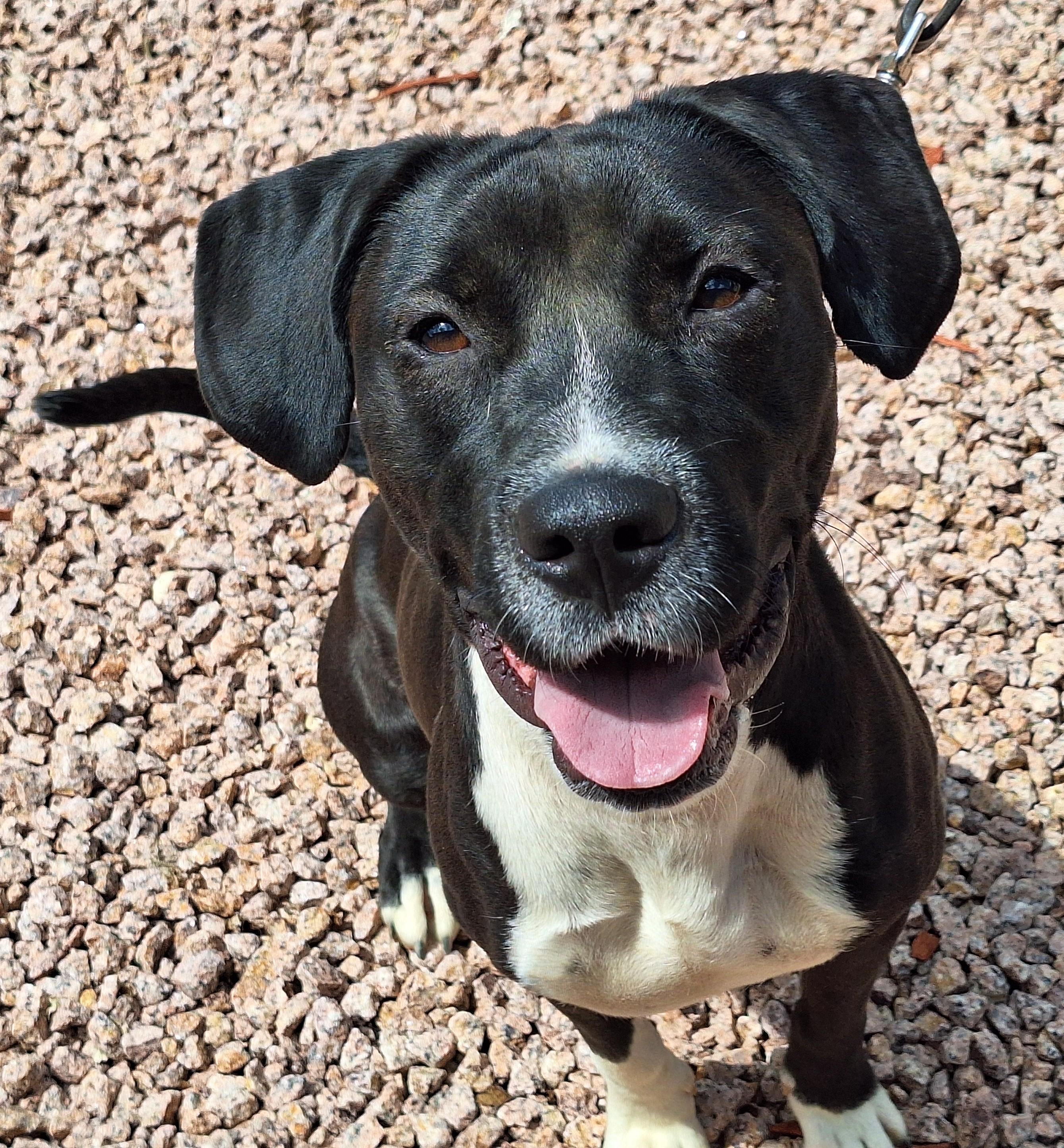 Enlarge Obsidian, a Adoptable mixed breed in Payson, AZ image 3/5