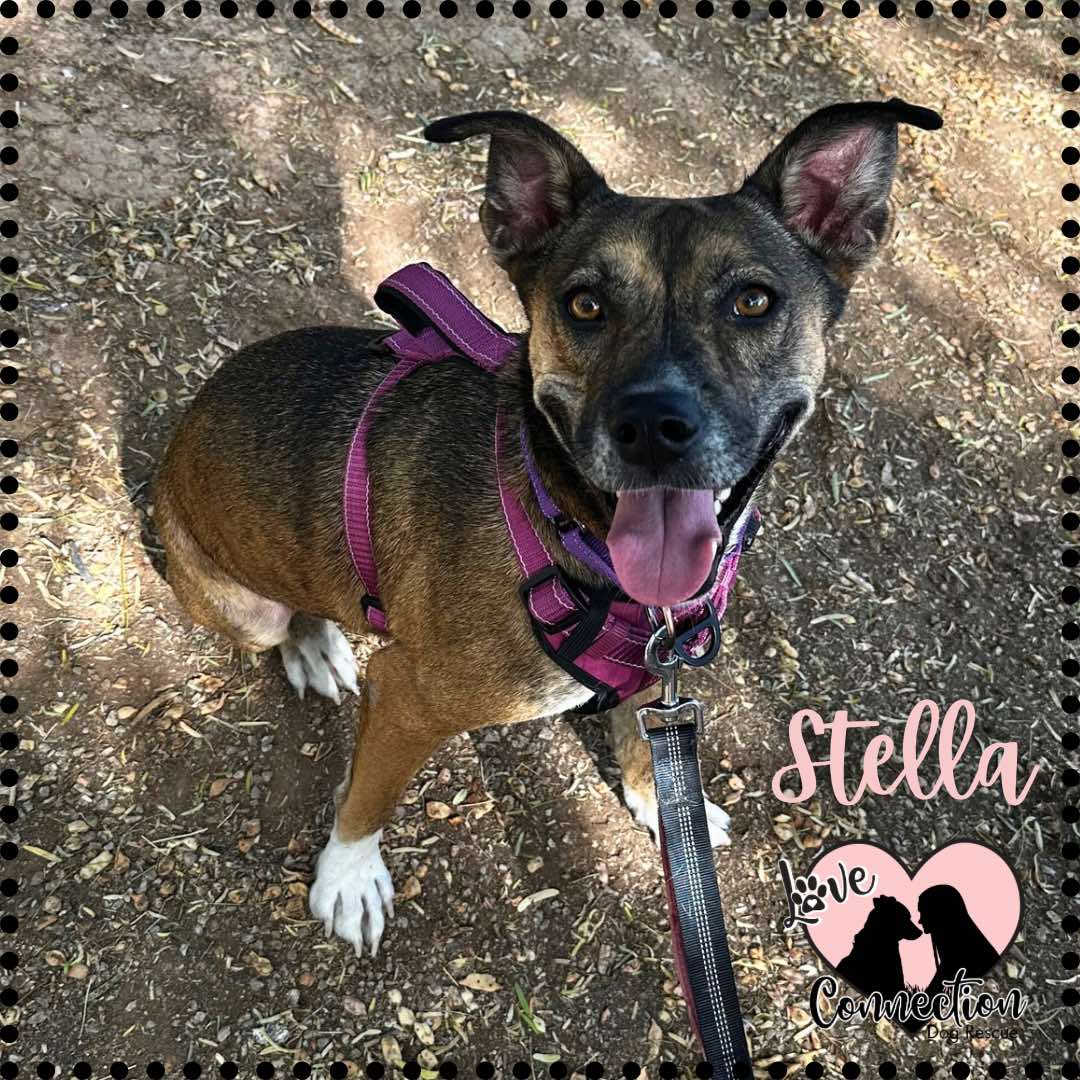 Enlarge Stella, a Adoptable mixed breed in Gilbert, AZ image 6/11