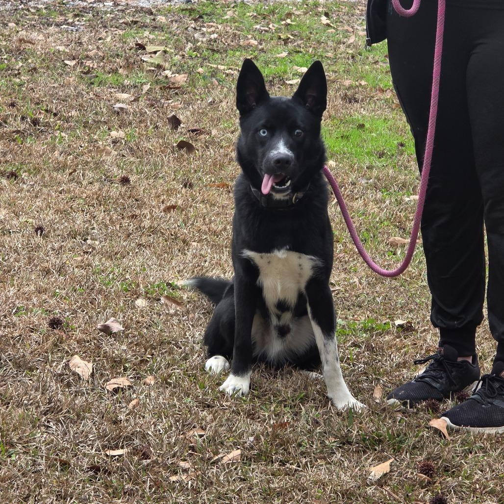 Kai, Adoptable, Young Male Husky.