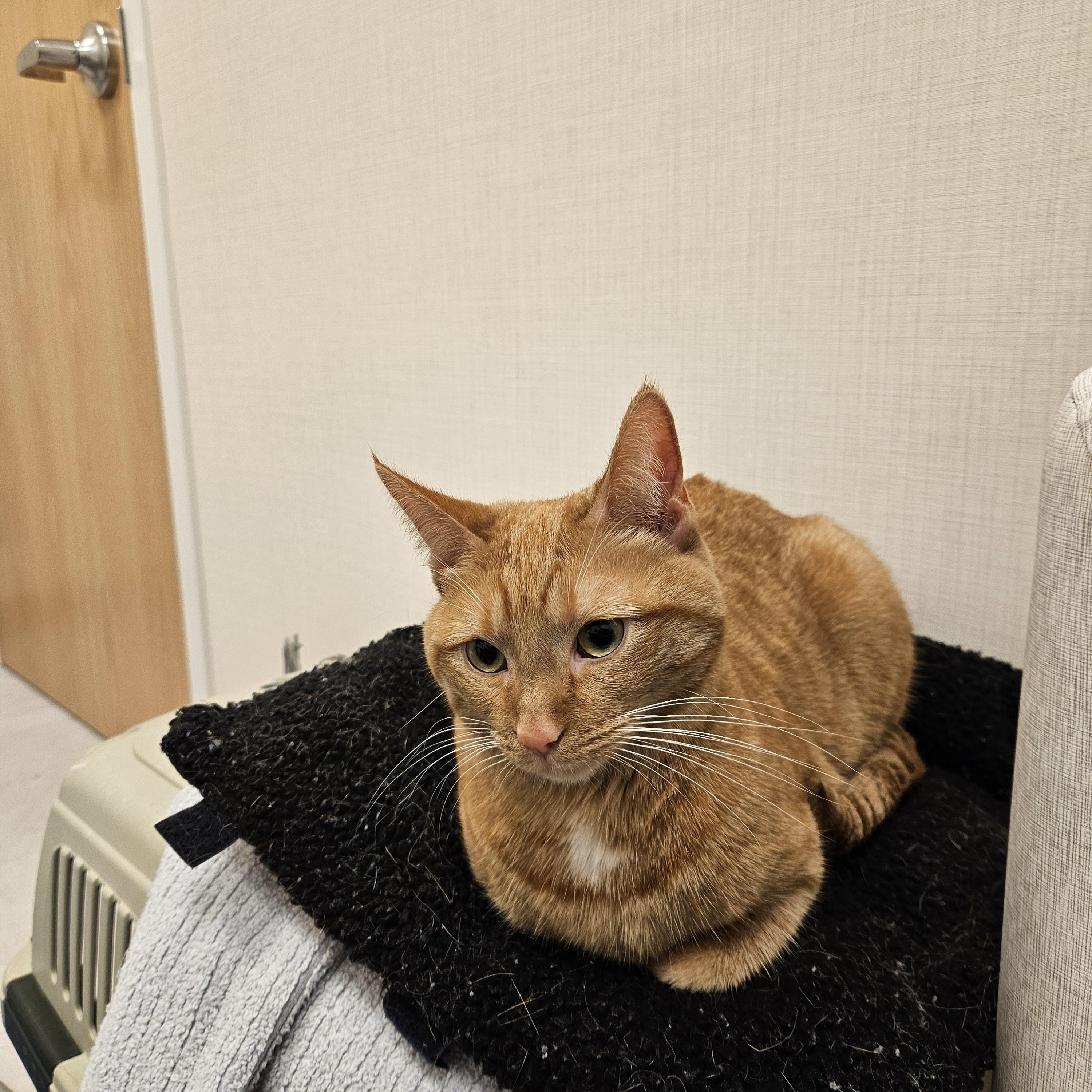 Marigold, Adoptable, Adult Female Domestic Short Hair.